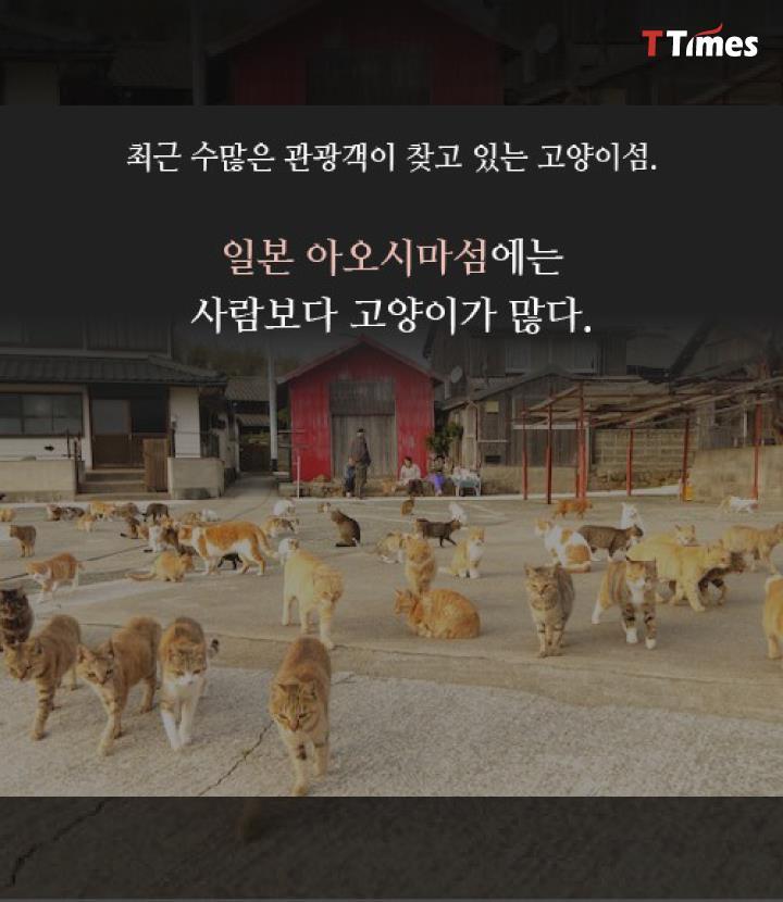 고양이 | 인스티즈