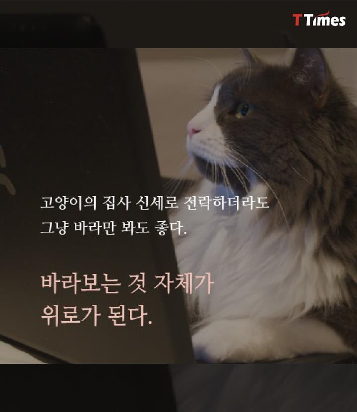 고양이 | 인스티즈