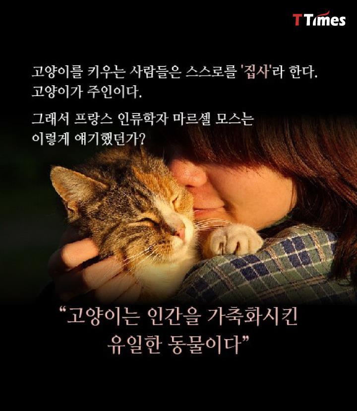 고양이 | 인스티즈