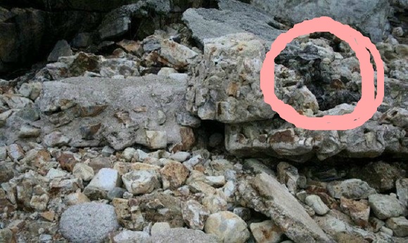 1초 안에 못 찾으면 죽은 목숨이라는 사진입니다 | 인스티즈