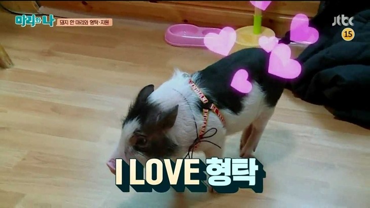 [마리와나] 돼지 입덕했다 빠르게 탈덕하는 심형탁ㅋㅋ.jpg | 인스티즈