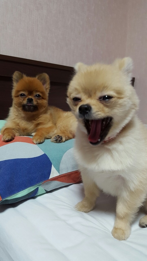 강아지 하품 | 인스티즈