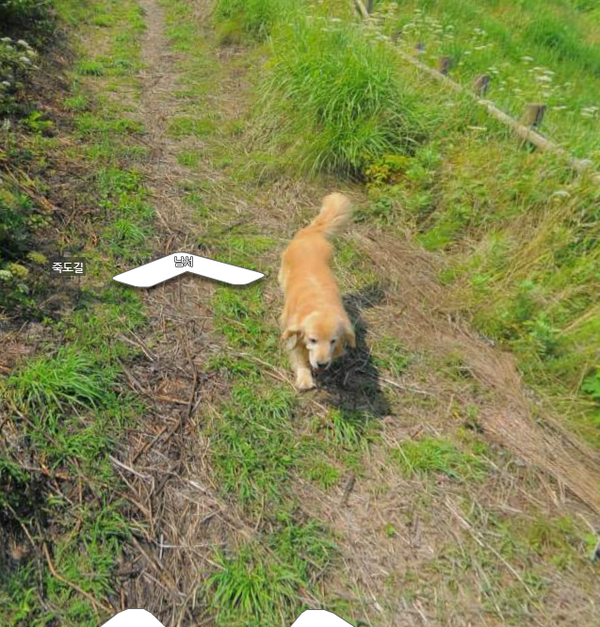 다음 로드뷰 울릉도 죽도 강아지.jpg | 인스티즈