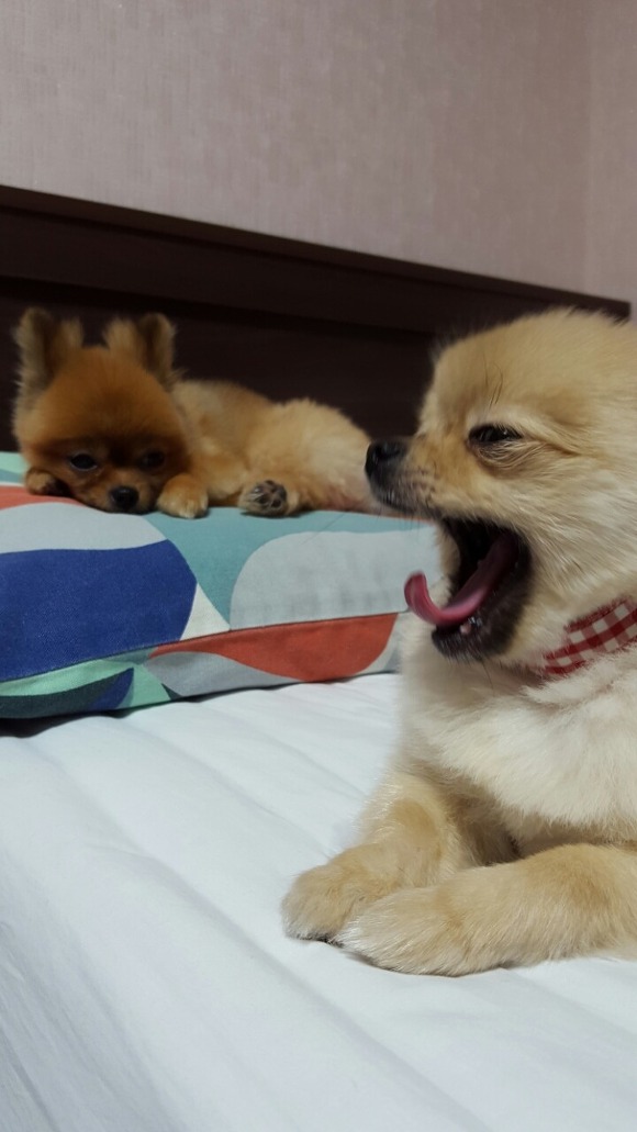 강아지 하품 | 인스티즈