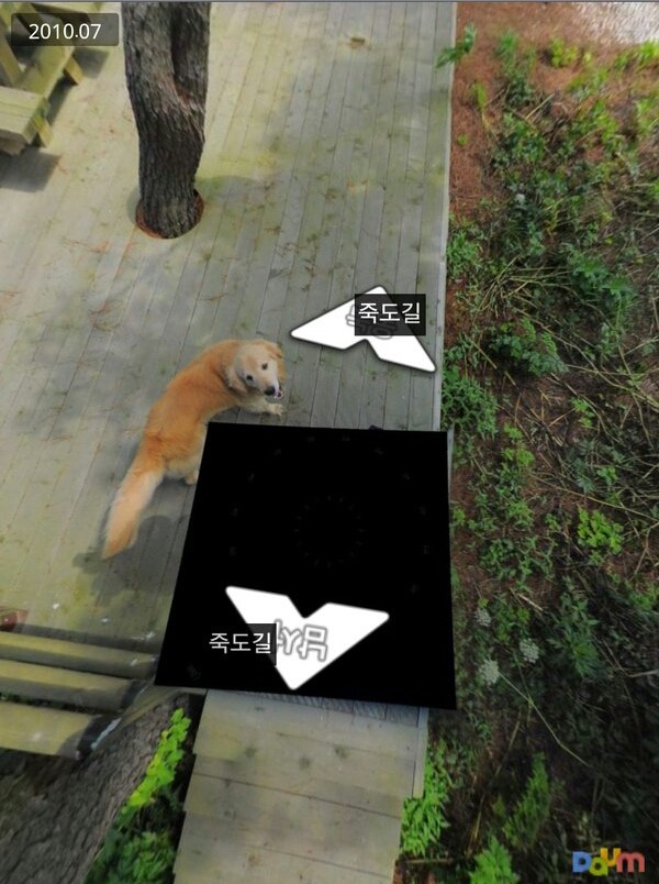 다음 로드뷰 울릉도 죽도 강아지.jpg | 인스티즈