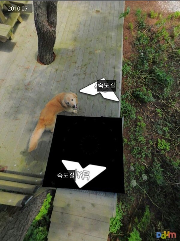 로드뷰촬영 쫓아다니는 울릉도 죽도 강아지.jpg | 인스티즈