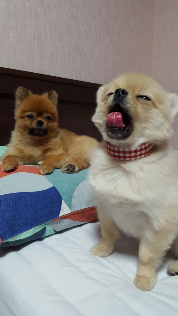 강아지 하품 | 인스티즈