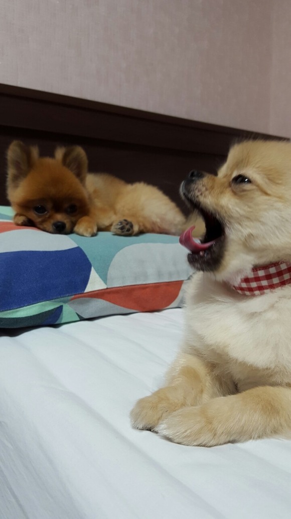 강아지 하품 | 인스티즈