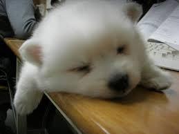 졸릴 때 보면 안 되는 게시물 .jpg | 인스티즈