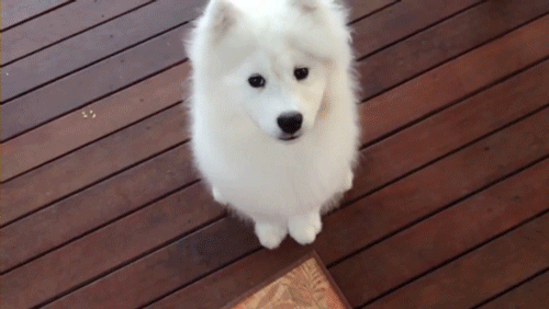 치명적인 사모예드.gif | 인스티즈