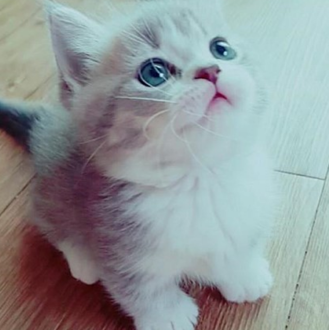 진짜 귀여운 고양이 | 인스티즈