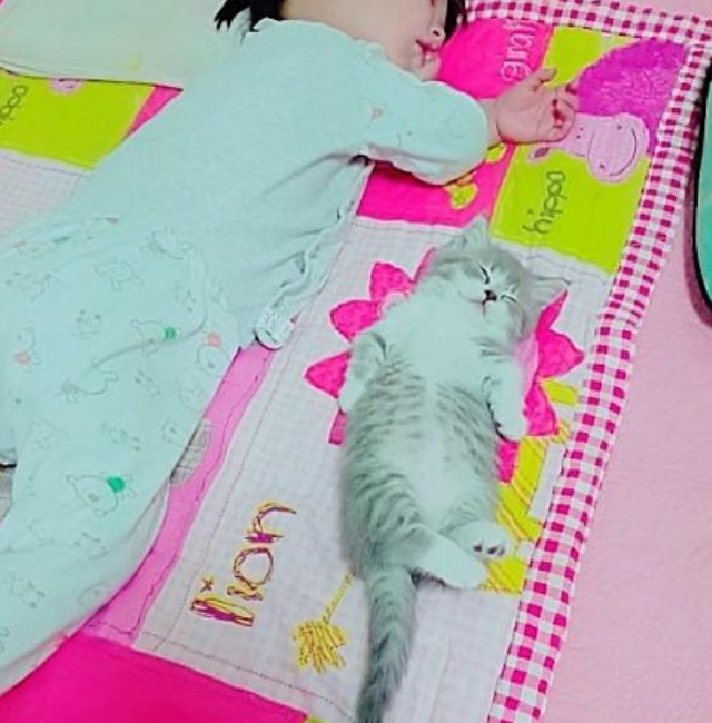 진짜 귀여운 고양이 | 인스티즈