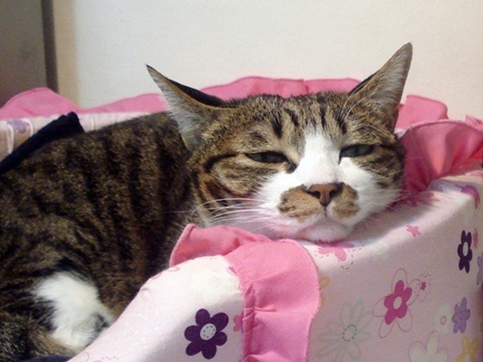 졸릴 때 보면 안 되는 게시물 .jpg | 인스티즈