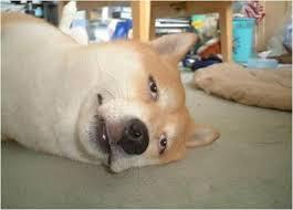 졸릴 때 보면 안 되는 게시물 .jpg | 인스티즈