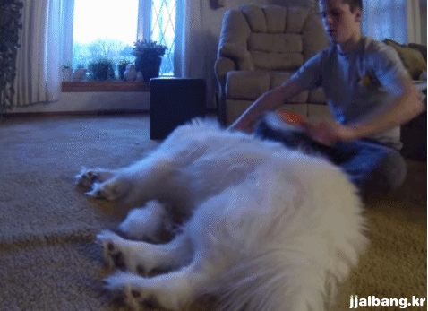 치명적인 사모예드.gif | 인스티즈