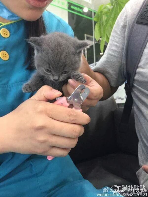 발톱자를때 강아지와 고양이의 차이점 | 인스티즈