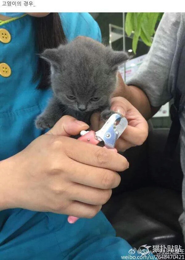 발톱자를때 강아지와 고양이의 차이점 | 인스티즈