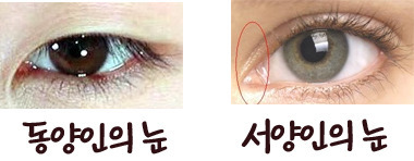 동양인과 서양인 눈의 가장 큰 차이 | 인스티즈