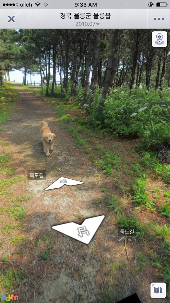 다음 로드뷰 울릉도 죽도 강아지.jpg | 인스티즈