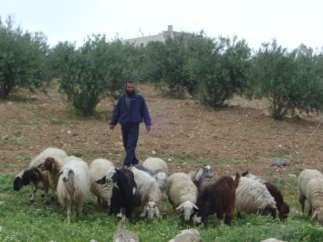 예수가 탄생한 베들레헴 여행기.. | 인스티즈