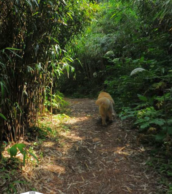 다음 로드뷰 울릉도 죽도 강아지.jpg | 인스티즈