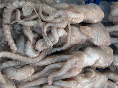 고양이에게 좋은 음식 & 나쁜 음식 | 인스티즈