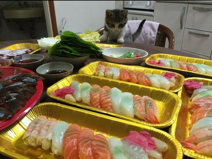 고양이 앞에 생선 | 인스티즈