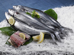 고양이에게 좋은 음식 & 나쁜 음식 | 인스티즈