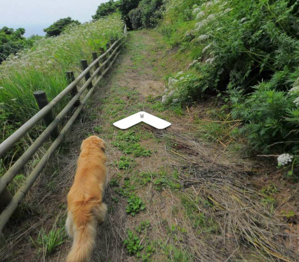 다음 로드뷰 울릉도 죽도 강아지.jpg | 인스티즈