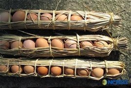 고양이에게 좋은 음식 & 나쁜 음식 | 인스티즈