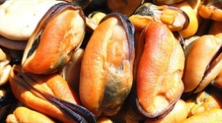 고양이에게 좋은 음식 & 나쁜 음식 | 인스티즈