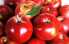 고양이에게 좋은 음식 & 나쁜 음식 | 인스티즈