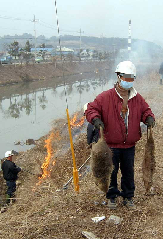 뉴트리아 고기 먹방.swf | 인스티즈