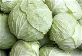 고양이에게 좋은 음식 & 나쁜 음식 | 인스티즈