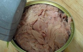 고양이에게 좋은 음식 & 나쁜 음식 | 인스티즈