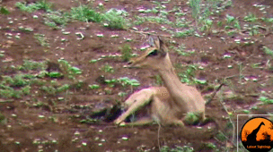 야생동물에겐 생존본능이 때론 모성본능을 이기나봅니다(혐오주의) | 인스티즈