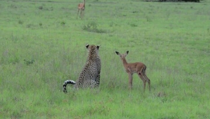 야생동물에겐 생존본능이 때론 모성본능을 이기나봅니다(혐오주의) | 인스티즈
