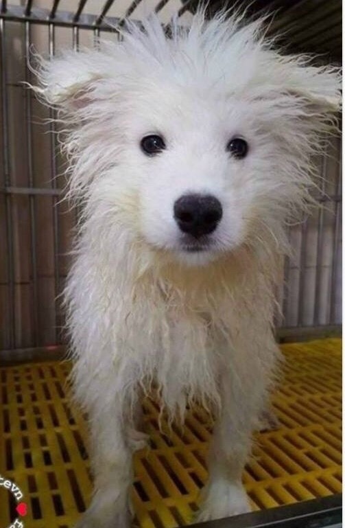 드라이 전후의 차이 | 인스티즈