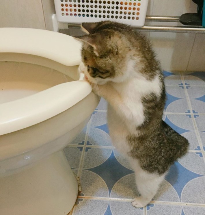 변기물이 신기한 고양이[심쿵주의] | 인스티즈