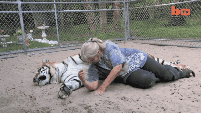 사람과 친한 호랑이.gif | 인스티즈