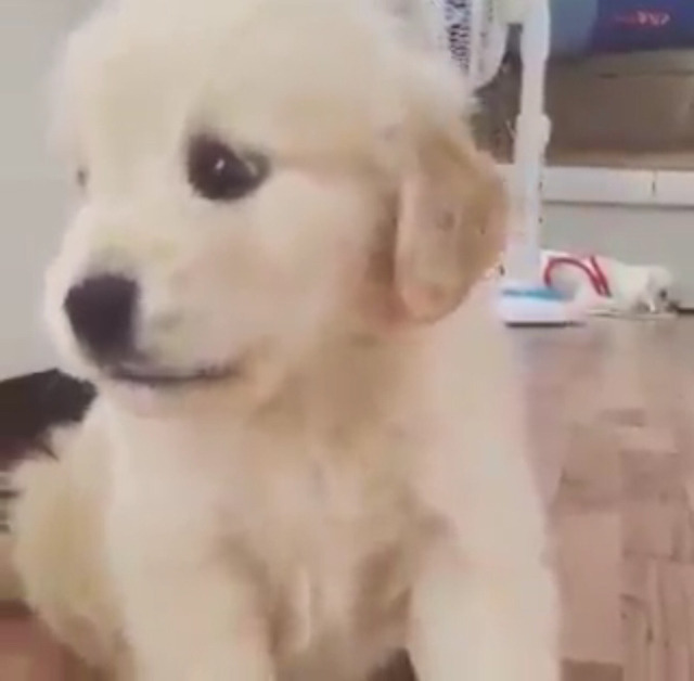 말대꾸 하는 리트리버ㅋㅋㅋㅋㅋㅋㅋㅋㅋㅋ | 인스티즈