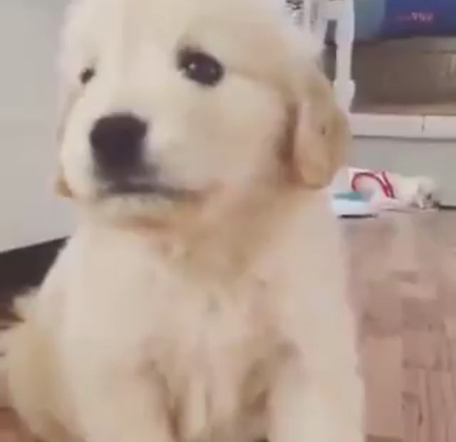 말대꾸 하는 리트리버ㅋㅋㅋㅋㅋㅋㅋㅋㅋㅋ | 인스티즈