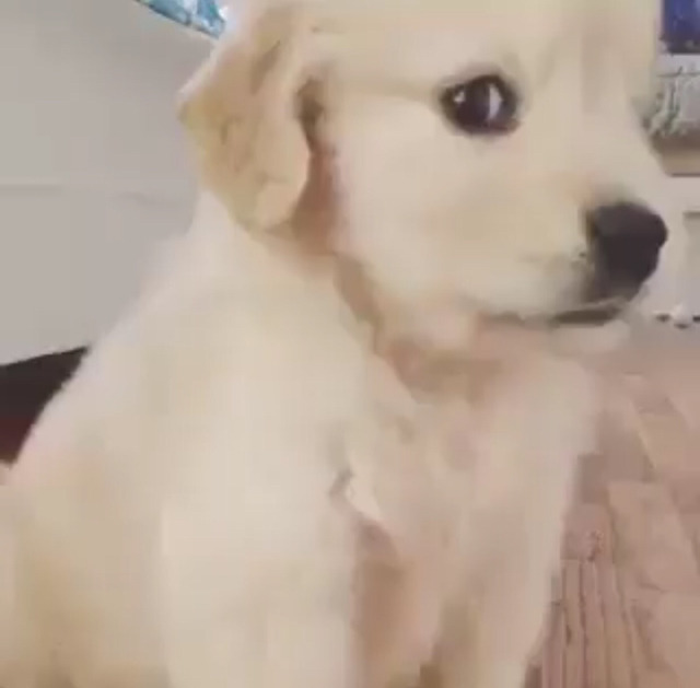 말대꾸 하는 리트리버ㅋㅋㅋㅋㅋㅋㅋㅋㅋㅋ | 인스티즈