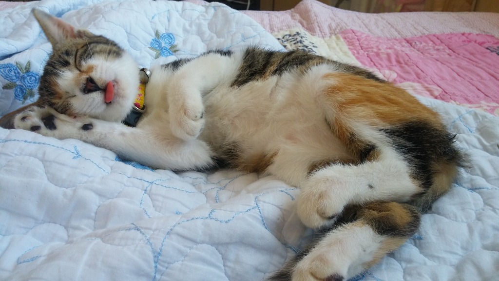 스압주의) 고양이 잠꼬대 동영상 및 사진(재업했어요. 오류가 나서) | 인스티즈