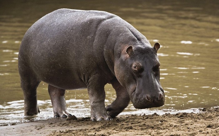 하마 똥방귀.swf (혐오주의) | 인스티즈