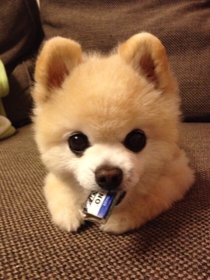 만취한 강아&#51560;ㅋㅋㅋㅋㅋㅋㅋㅋㅋㅋㅋㅋㅋㅋㅋㅋㅋㅋㅋㅋㅋㅋㅋㅋㅋㅋㅋㅋㅋㅋㅋㅋㅋㅋㅋㅋㅋㅋㅋㅋㅋㅋㅋㅋ | 인스티즈