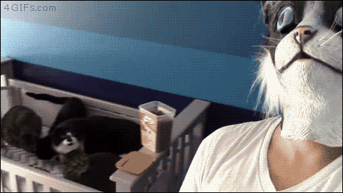 고양이들도 질질 싸는 고양이 가면ㅋㅋㅋㅋ | 인스티즈