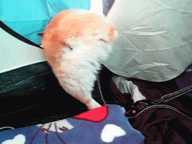 맞으면 최소 식물인간 ㄷㄷㄷ | 인스티즈