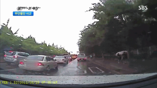 강아지보다 못한 무단횡단꾼들 | 인스티즈