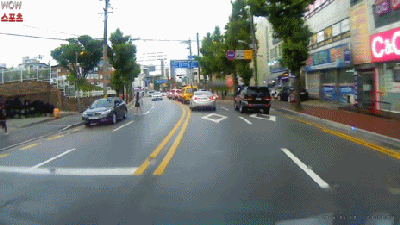 강아지보다 못한 무단횡단꾼들 | 인스티즈